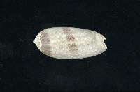 藏品(榧螺)的圖片